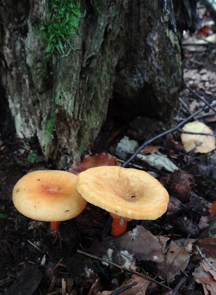 fungo, autunno, foresta, fogliame, pavimento della foresta, legno morto, abete rosso