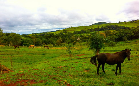 häst, grön, träd, betesmark, fältet, bergen, landsbygdens