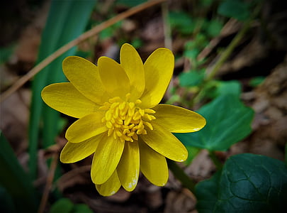 Natura, kwiat, wiosenny, żółty