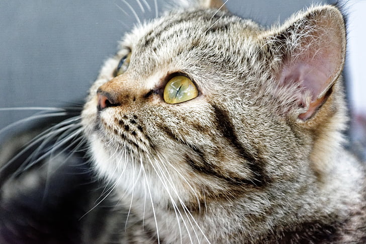 cat, british shorthair, breed cat, mackerel, dreams, look, domestic cat