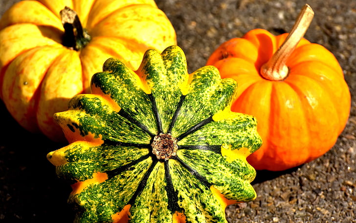 тикви, цветни, Есен, декорация, декоративни тиквички, ден на благодарността, зеленчуци