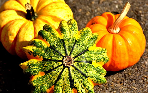 κολοκύθες, πολύχρωμο, το φθινόπωρο, διακόσμηση, διακοσμητικά κολοκύθες, ημέρα των ευχαριστιών, λαχανικά