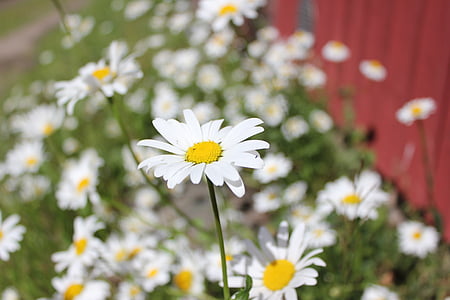 flower, summer, finnish, yellow, white, nature, daisy