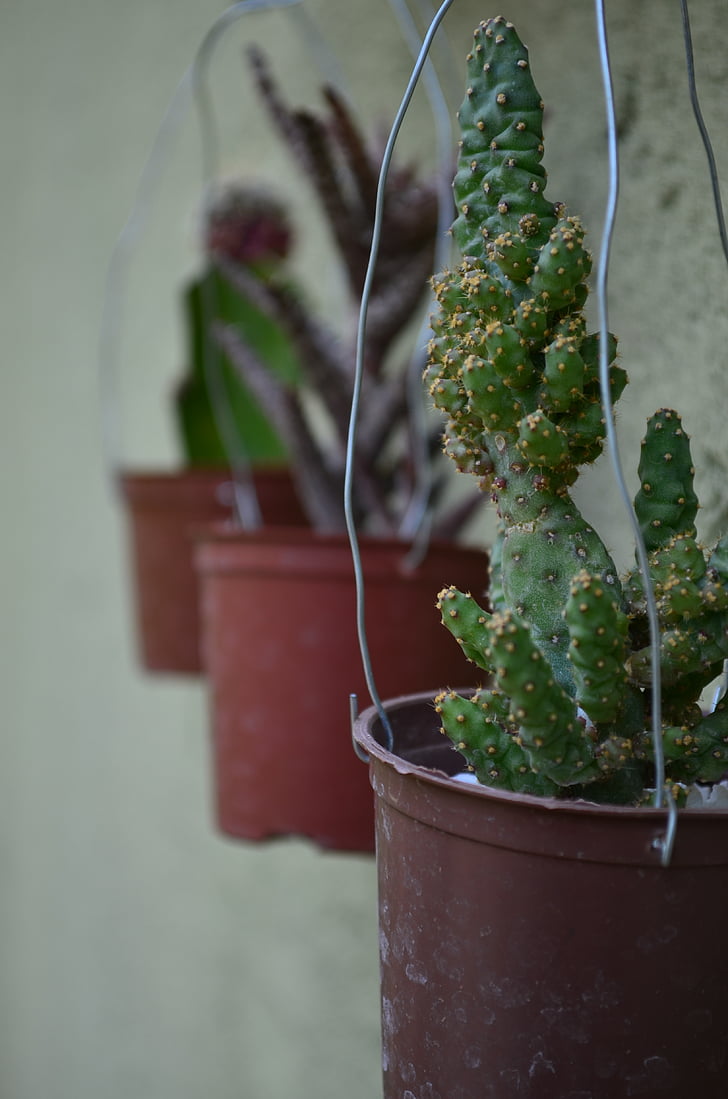 Cactus, vert, jardin, plante