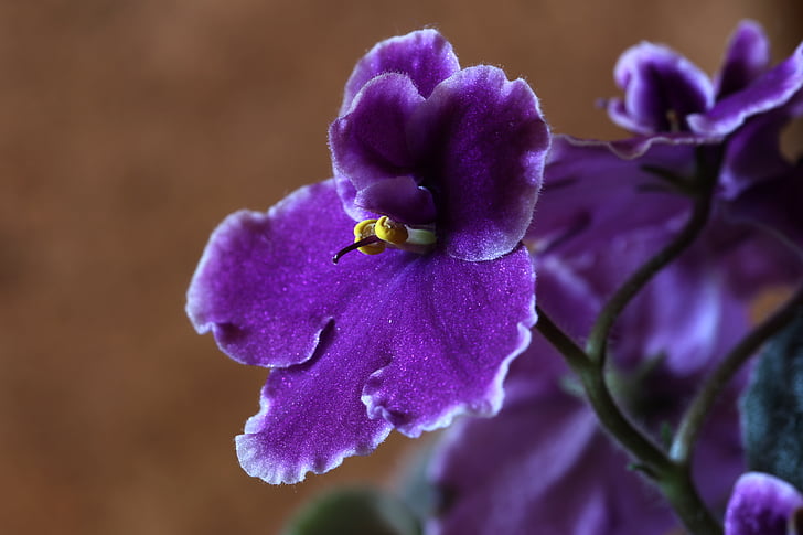 violettes africaines, fleur, macro, Purple, pétale, fragilité, beauté dans la nature