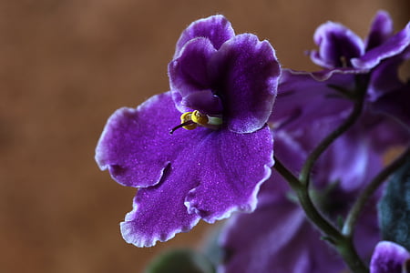 Afrikos Violetiniai, gėlė, makro, violetinė, Žiedlapis, pažeidžiamumo, gamtos grožį