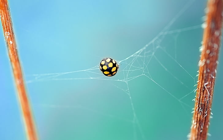 Mariquita, Escarabajo de la, amarillo, puntos, pastizales seca-mariquita, coccinula quatuordecimpustulata, insectos