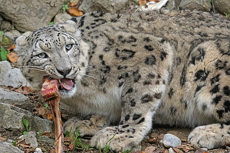 snow leopard, irbis, grote kat, Predator, Noble, vlekken, voedsel