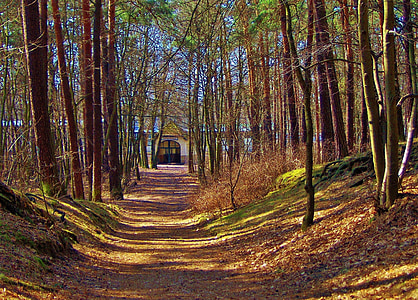 forest, forest path, trees, shadow, forest station