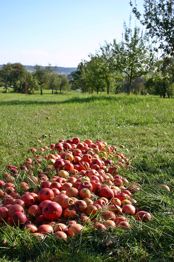 Apple, Orchard, meevaller, vruchten, rood, vitaminen, gezonde