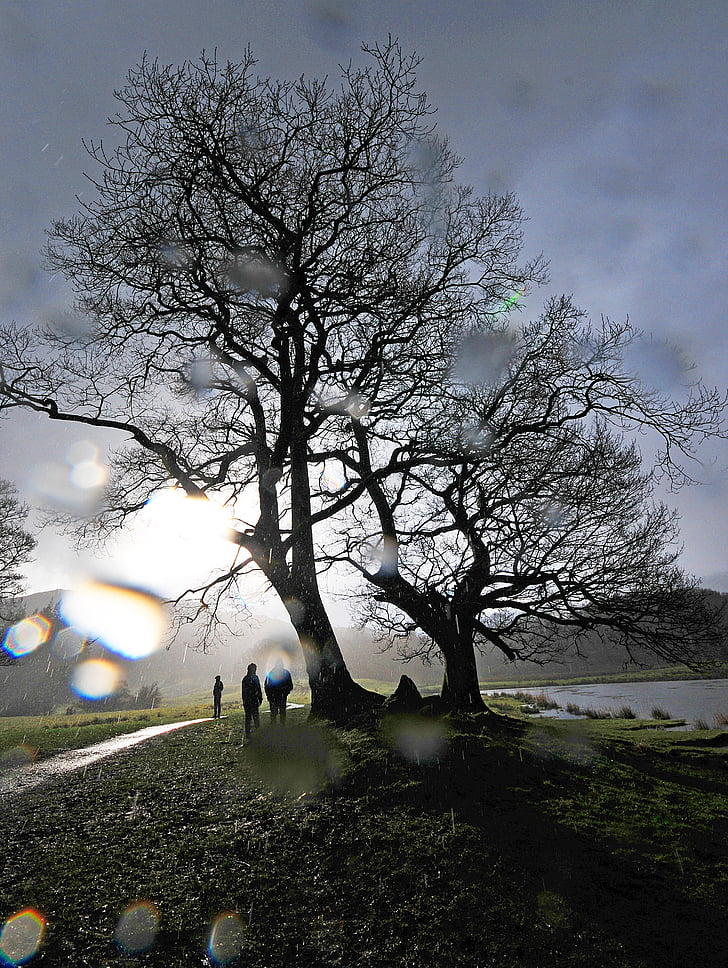 arbre, pluie, Cumbria, météo, eau, Wet, nature