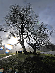 arbre, pluja, Cumbria, temps, l'aigua, mullat, natura