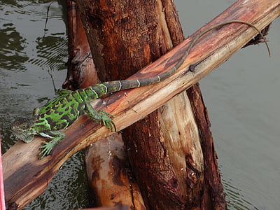 Iguana, Reptile, øgle, natur, dyr, Wild, Brasil