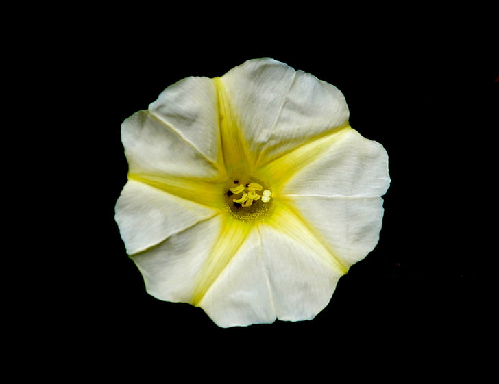 flower, yellow, white, black background, star, beauty, beautiful