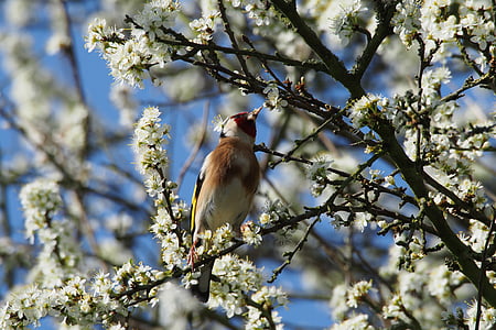 Goldfinch, vták, strom, kvety, jar, Príroda, pobočka