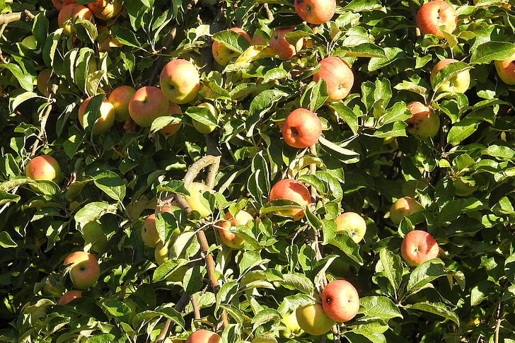 árvore de maçã, Apple, frutas, árvore, kernobstgewaechs, natureza, agricultura