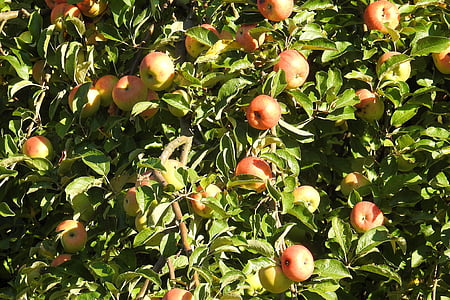 Яблуня, яблуко, фрукти, дерево, kernobstgewaechs, Природа, Сільське господарство