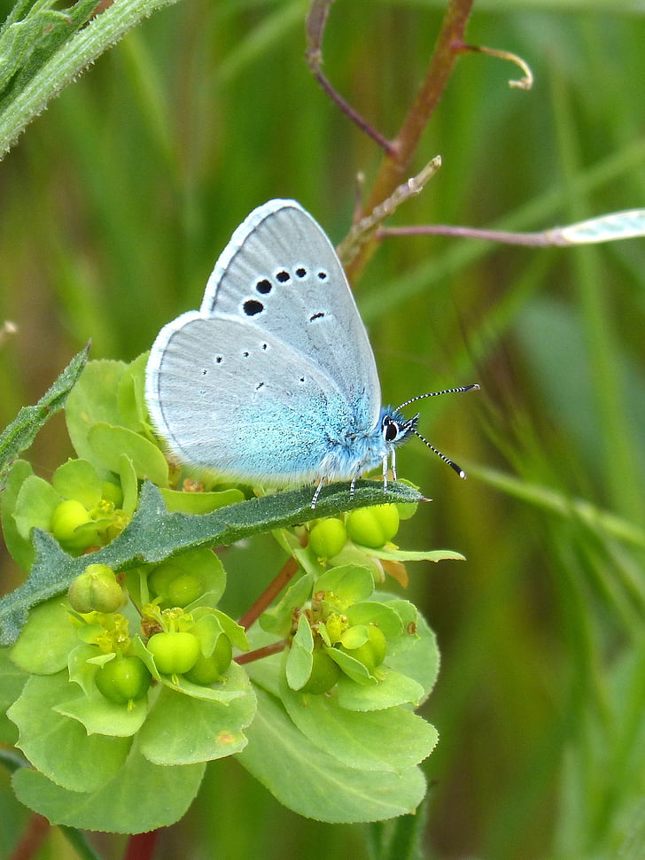 papillon bleu, blaveta, Polyommatus icarus, insecte, nature, papillon - insecte, animal