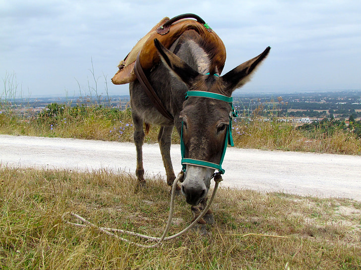 burro, animal, Portugal, besta de carga