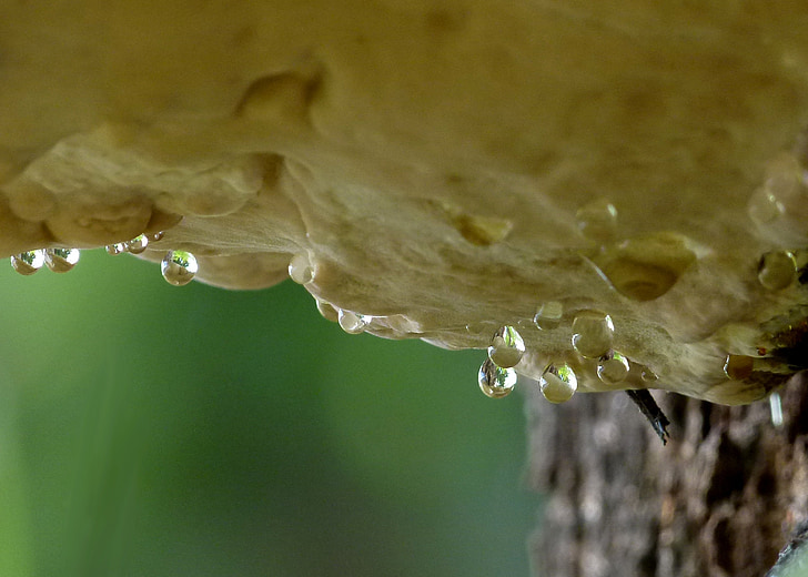 tree, fungus, hanging, rain drops, nature, macro, forest