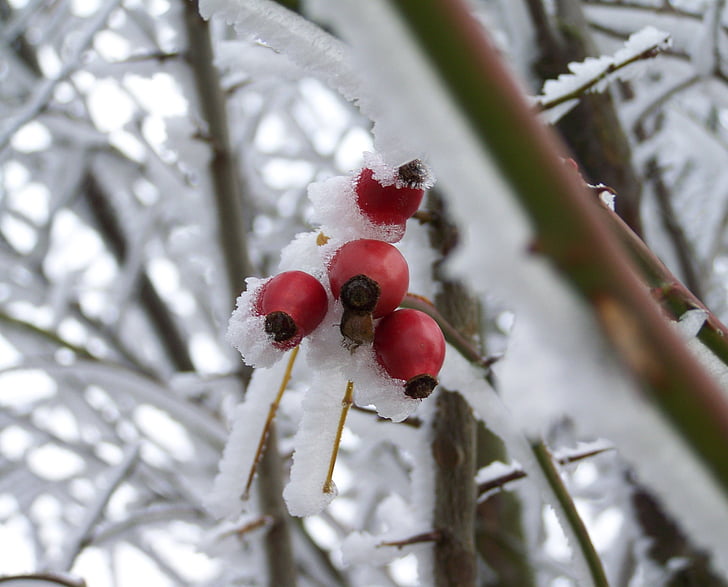 zimowe, matowego róży, rimy, Natura, śnieg, niskich temperaturach, czerwony