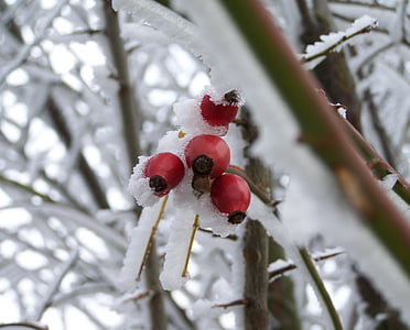 winter, frosted rose hips, rimy, nature, snow, cold temperature, red