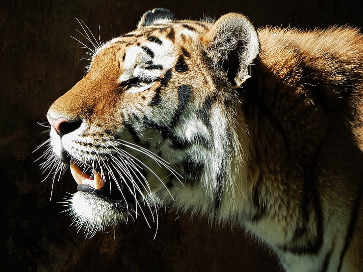 salvatge, animal, gat, vida silvestre, zoològic, tigre