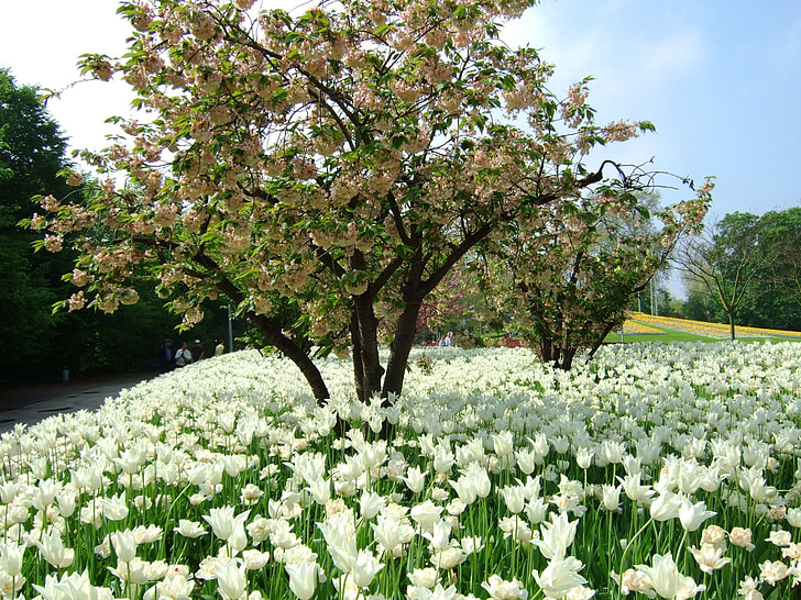 priroda, stabla, drvo u stablu, krajolik, tulipani, bijeli, cvijeće