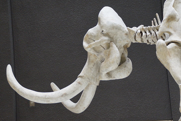 Mamut, esquelet, Museu, exposició, mamífer, ullals, pachyderm