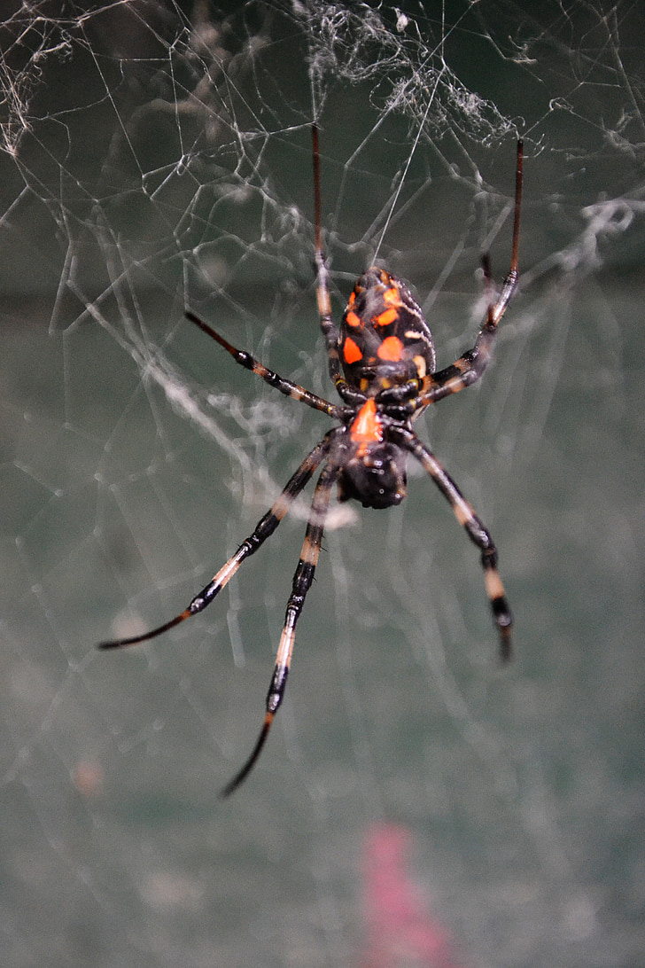 edderkop, Tiger spider, giftige, væsen, fare, vilde, Sri lanka