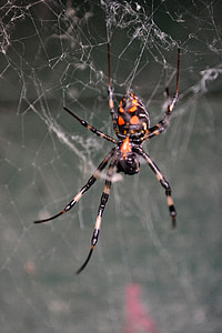 Spider, Tiger pavúk, jedovaté, tvor, nebezpečenstvo, divoké, Srí lanka