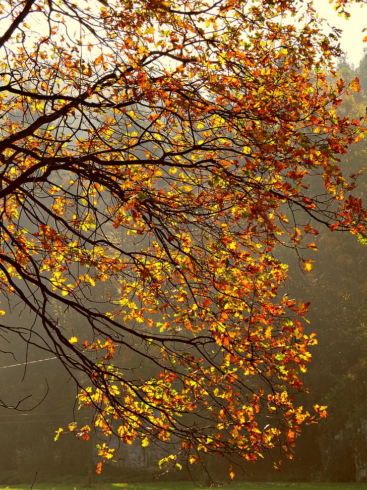 Есен, зеленина, природни забележителности, Есенно злато