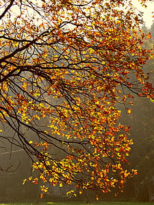 hösten, lövverk, sceniskt, hösten guld