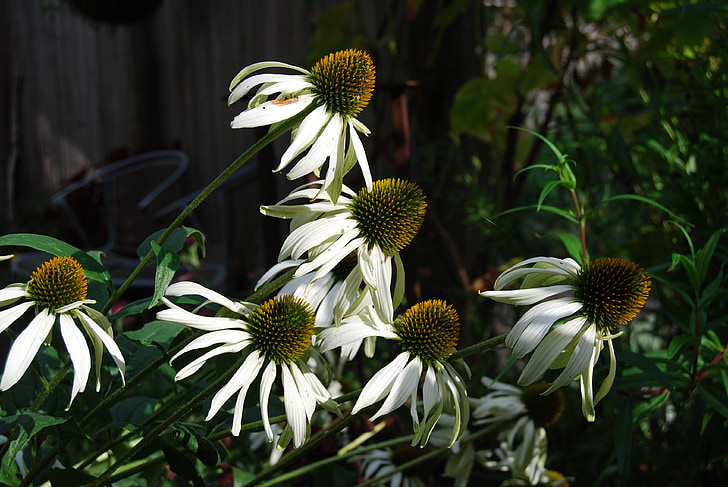 echinacea, flower, white, sun hat, garden, nature, a medicinal plant
