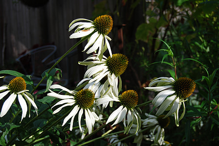 Echinacea, fleur, blanc, chapeau de soleil, jardin, nature, une plante médicinale