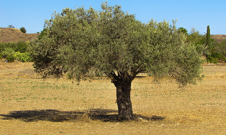 δέντρο ελιάς, εξοχή, Ελιά, αγροτική, τοπίο, Γεωργία, πράσινο