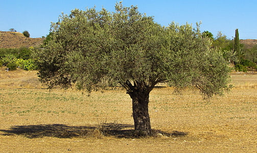 Oliivipuu, maaseudulla, oliivi, maaseudun, maisema, maatalous, vihreä