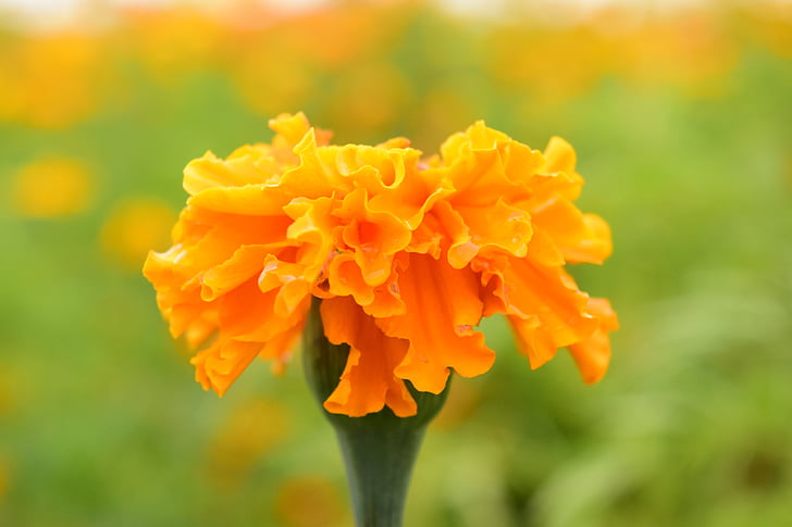 tagete, Marigold, květ, Bloom, závod, oranžová, květ