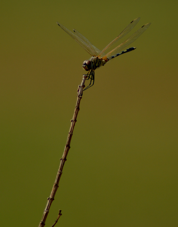 dragonfly, on top, hold