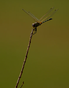 Dragonfly, peal, Hoidke