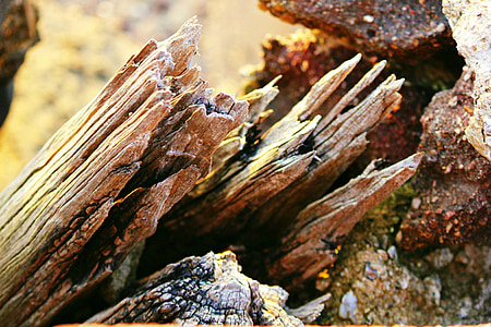Driftwood, drewno, stary, wyblakły, drewno, szorstki, rustykalne