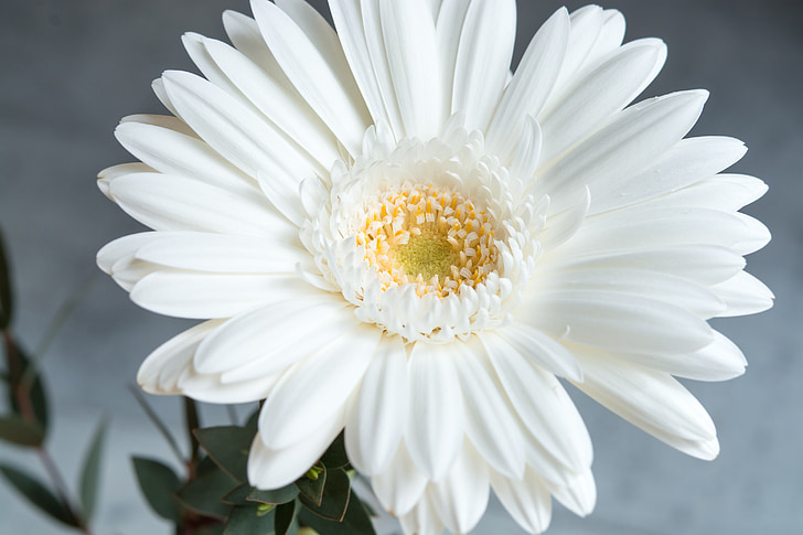 gerbera, flower, white, white flower, blossom, bloom, white blossom