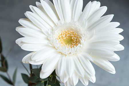 Gerbera, flor, Blanco, flor blanca, flor, floración, blanca flor