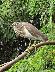 Pond heron, kuş, Fauna, kuş, yaban hayatı, Ornitoloji, sulak