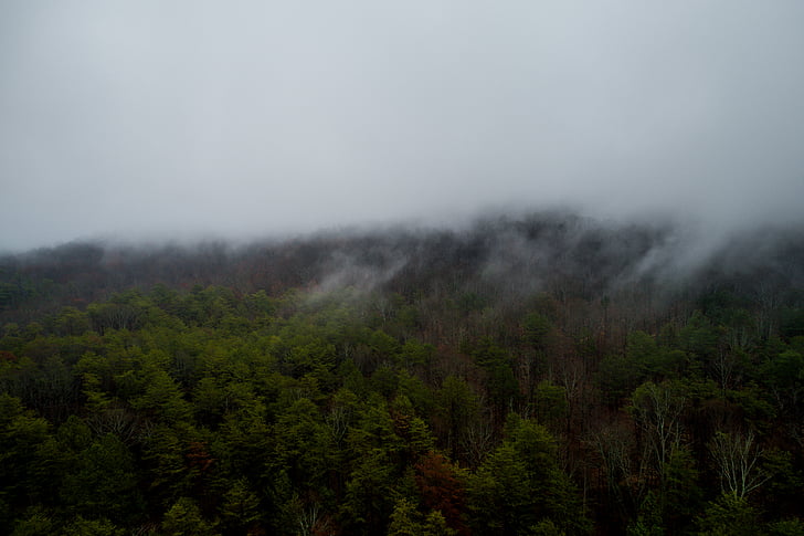 peisaj, Foto, copaci, nor, pădure, ceaţă, Cloud forest