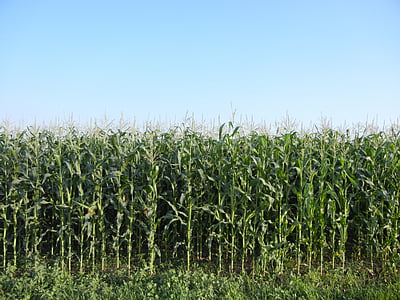 corn, rows, plant, agriculture, green, crop, field