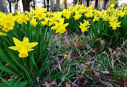 Daffodil, narcisos, groc, flor, flors, natura, primavera
