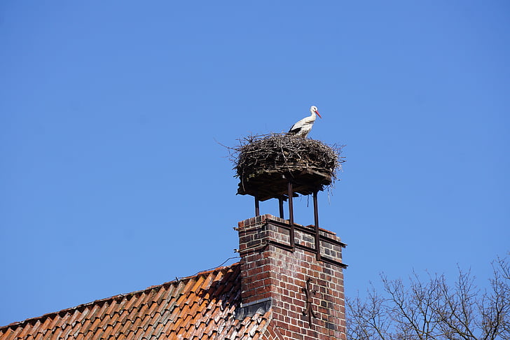 stork, nest, bird, animal Nest, animal, white Stork, sky