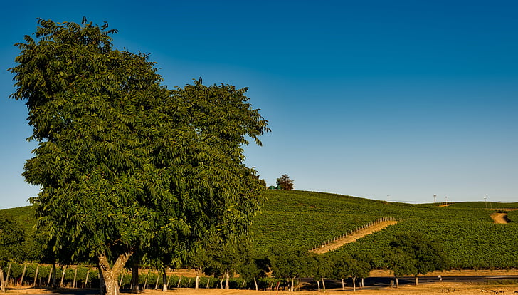 wijngaard, Californië, Napa valley, Sonoma, gewas, landbouw, boerderij