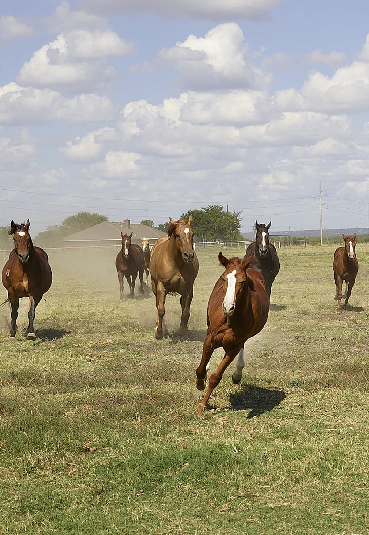 kvart hest, Ranch, landbruk, equine, Hestesport, pattedyr, stående